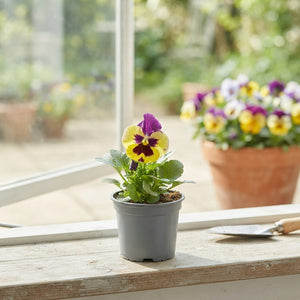 Mixed Viola Plants (Viola F1) – 9cm Pot