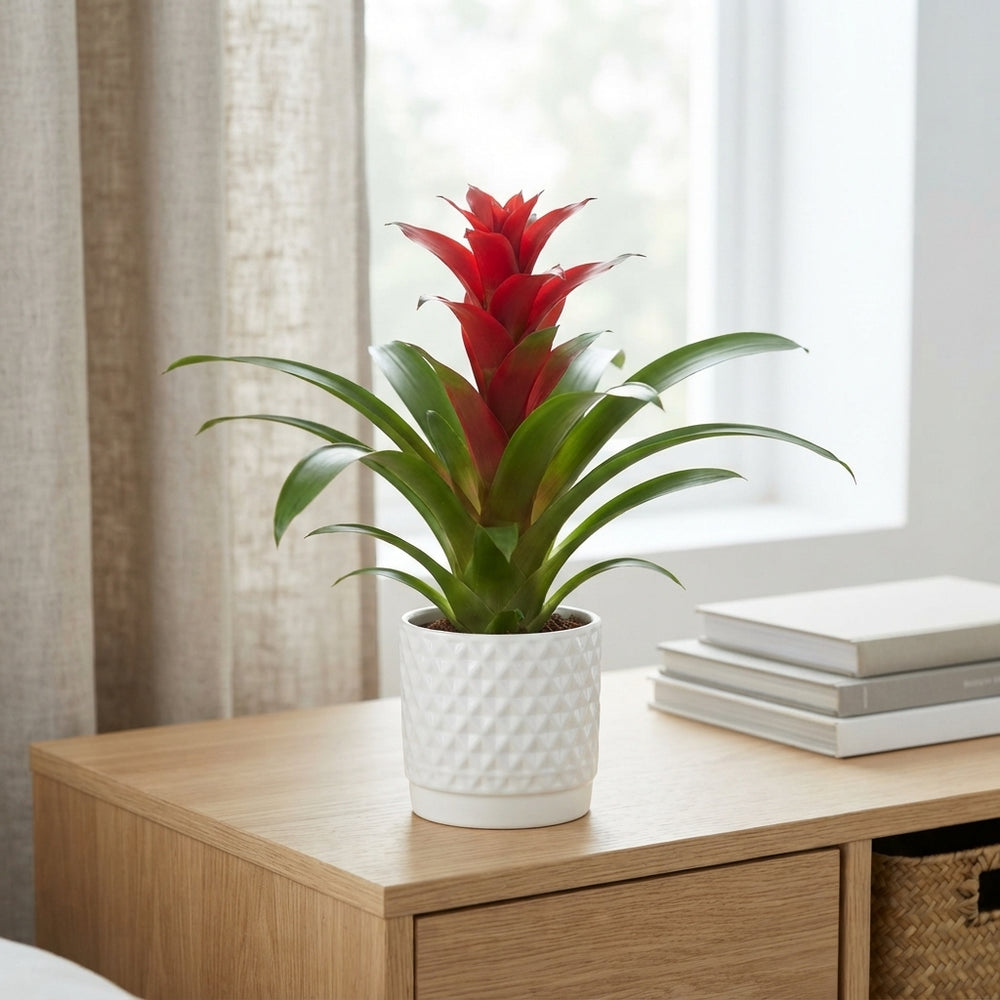 Mixed Guzmania Bromeliad – 10cm Ceramic Pot