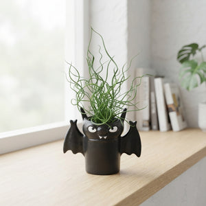 Juncus Spiralis Corkscrew Rush – 6cm Pot