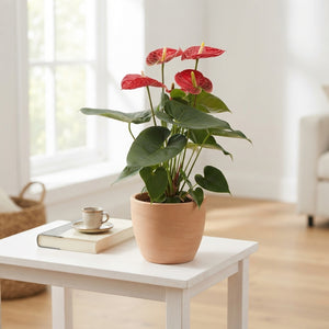 Red Anthurium Houseplant (Anthurium andraeanum) – 14cm Pot