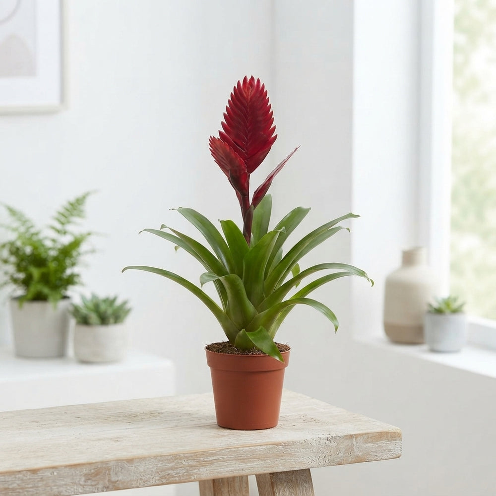 Red Vriesea Bromeliad (Vriesea) – 12cm Pot
