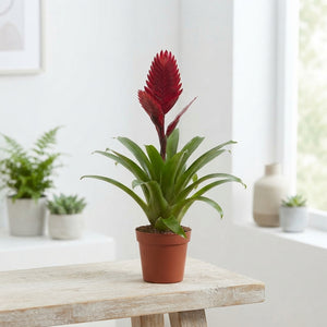 Red Vriesea Bromeliad (Vriesea) – 12cm Pot
