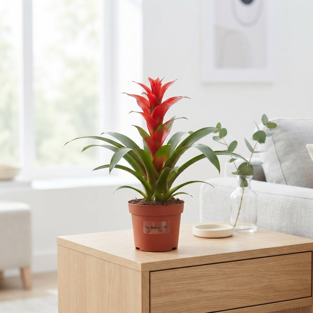Mixed Bromeliad Collection – 12cm Pot, 30cm High