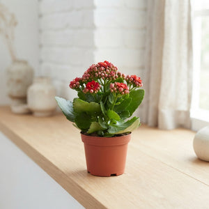 Red Double Kalanchoe – 8cm Pot