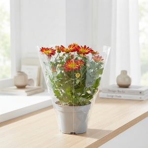 Chrysanthemum Hoihoi – 12cm Pot
