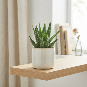 Aloe Mitriformis Succulent – 5.5cm Pot