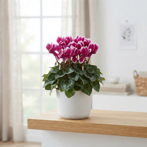 Small-Flowered Cyclamen (Cyclamen persicum) – 10.5cm Pot