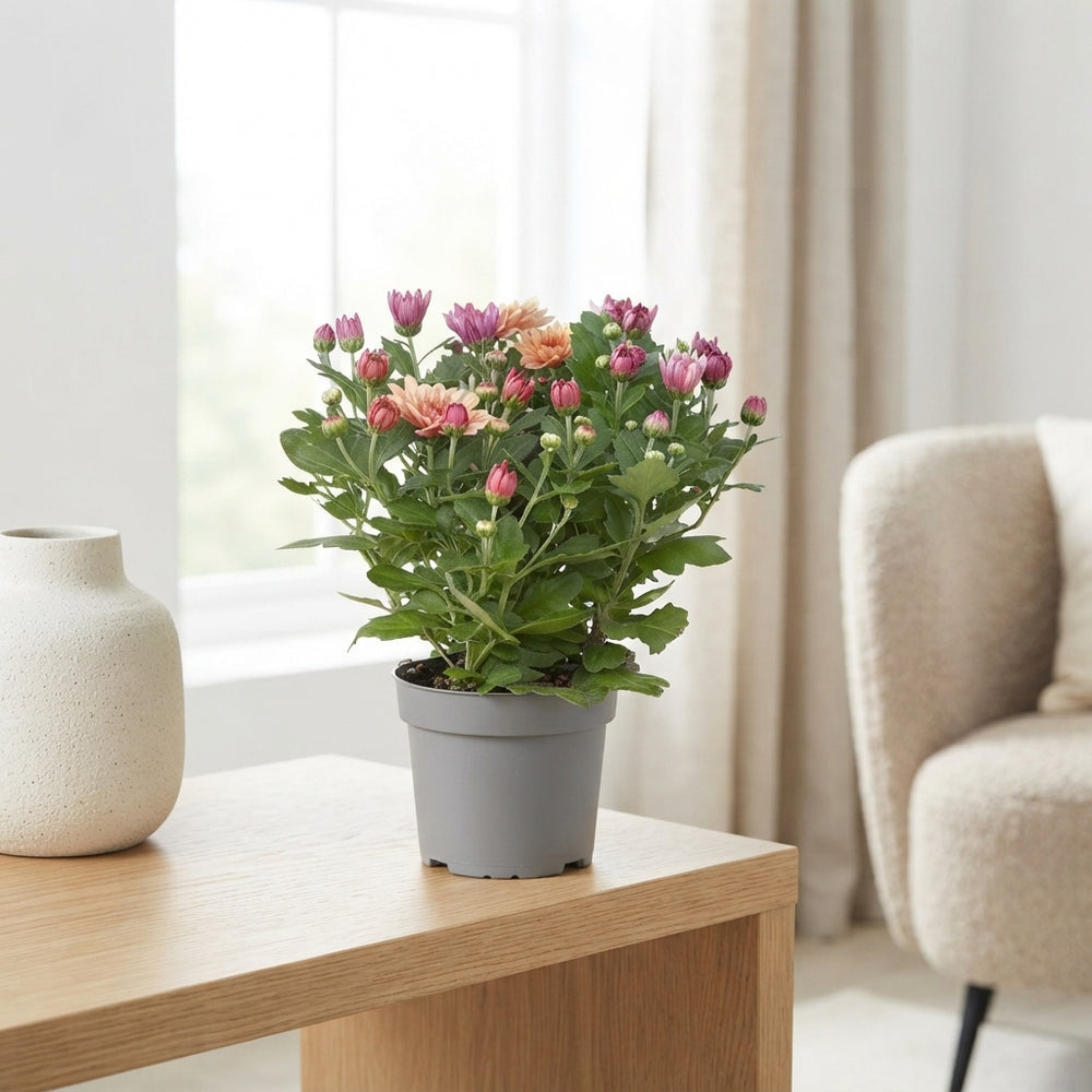 Mixed Chrysanthemum ‘Carnival’ – 12cm Pot