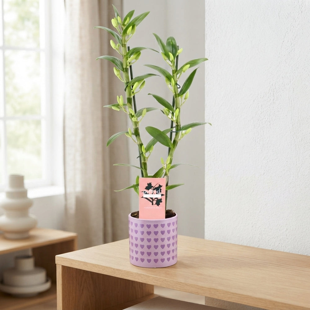 Purple Dendrobium Nobile Orchid – 12cm Pot