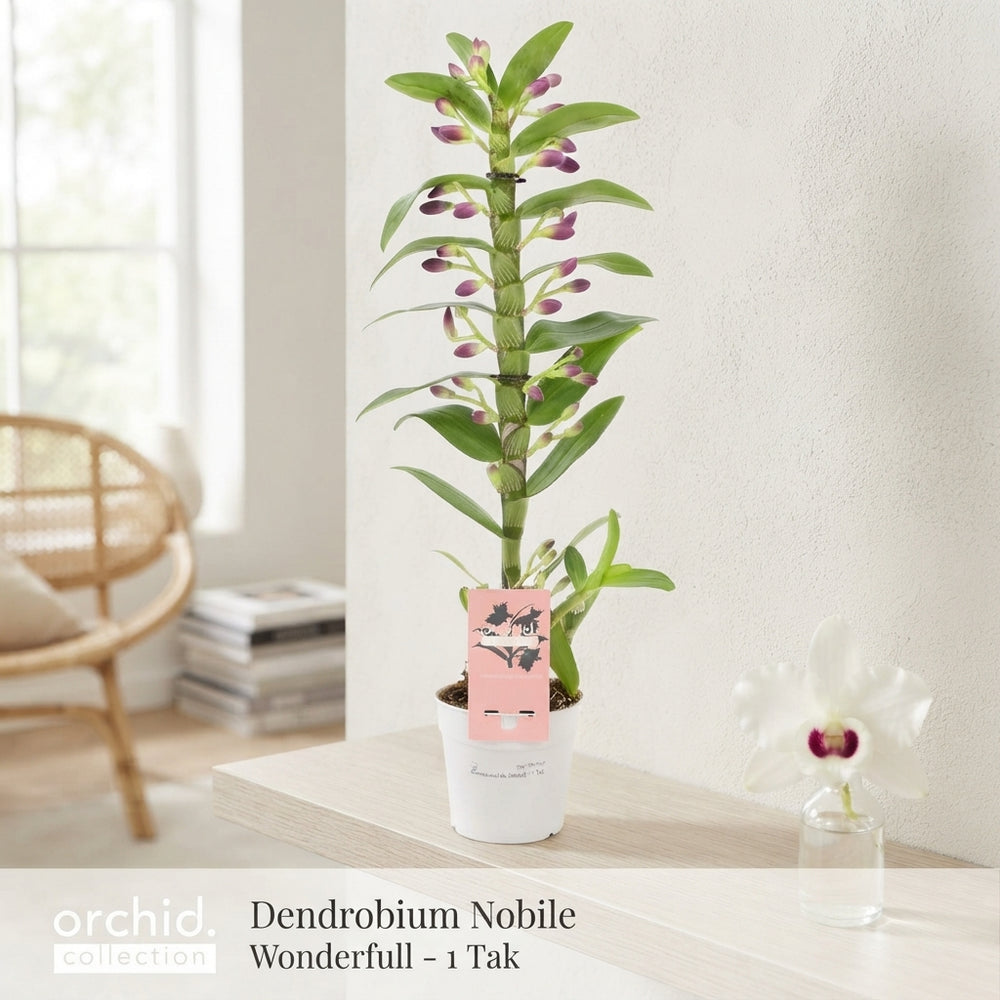 White Dendrobium Nobile Orchid – 12cm Pot