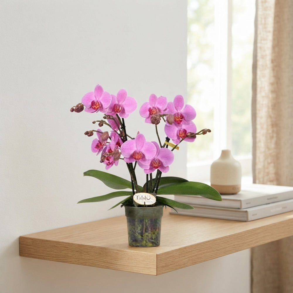 Pink Phalaenopsis Orchid – 12cm Pot, 40cm High