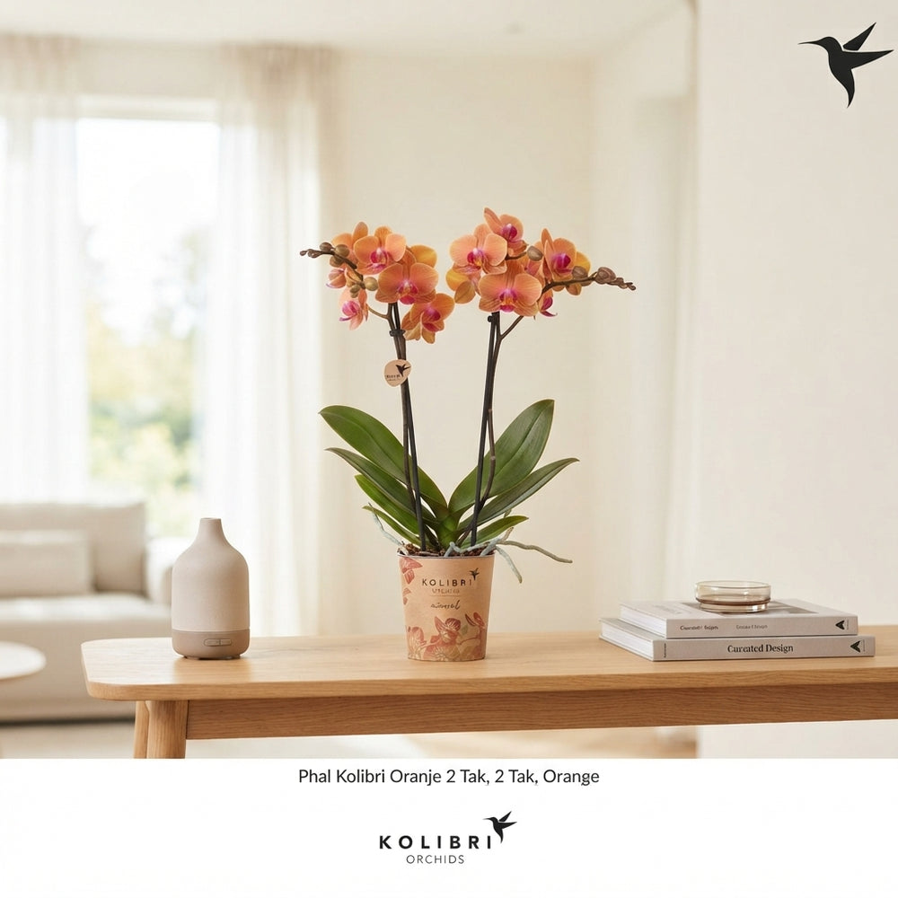 Orange Phalaenopsis Orchid – 9cm Pot, 40cm High