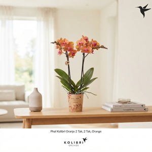Orange Phalaenopsis Orchid – 9cm Pot, 40cm High