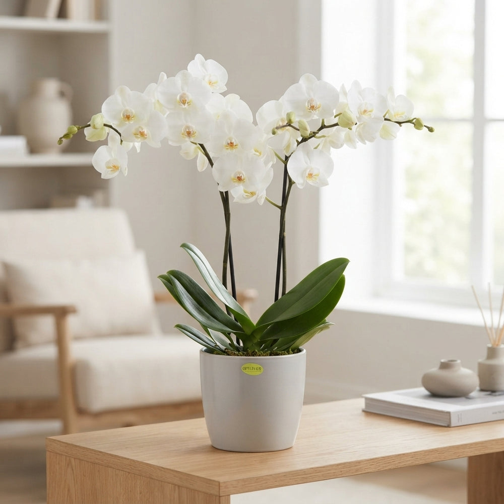 White Phalaenopsis Orchid – 12cm Pot, 55cm High