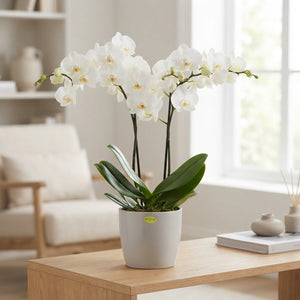 White Phalaenopsis Orchid – 12cm Pot, 55cm High