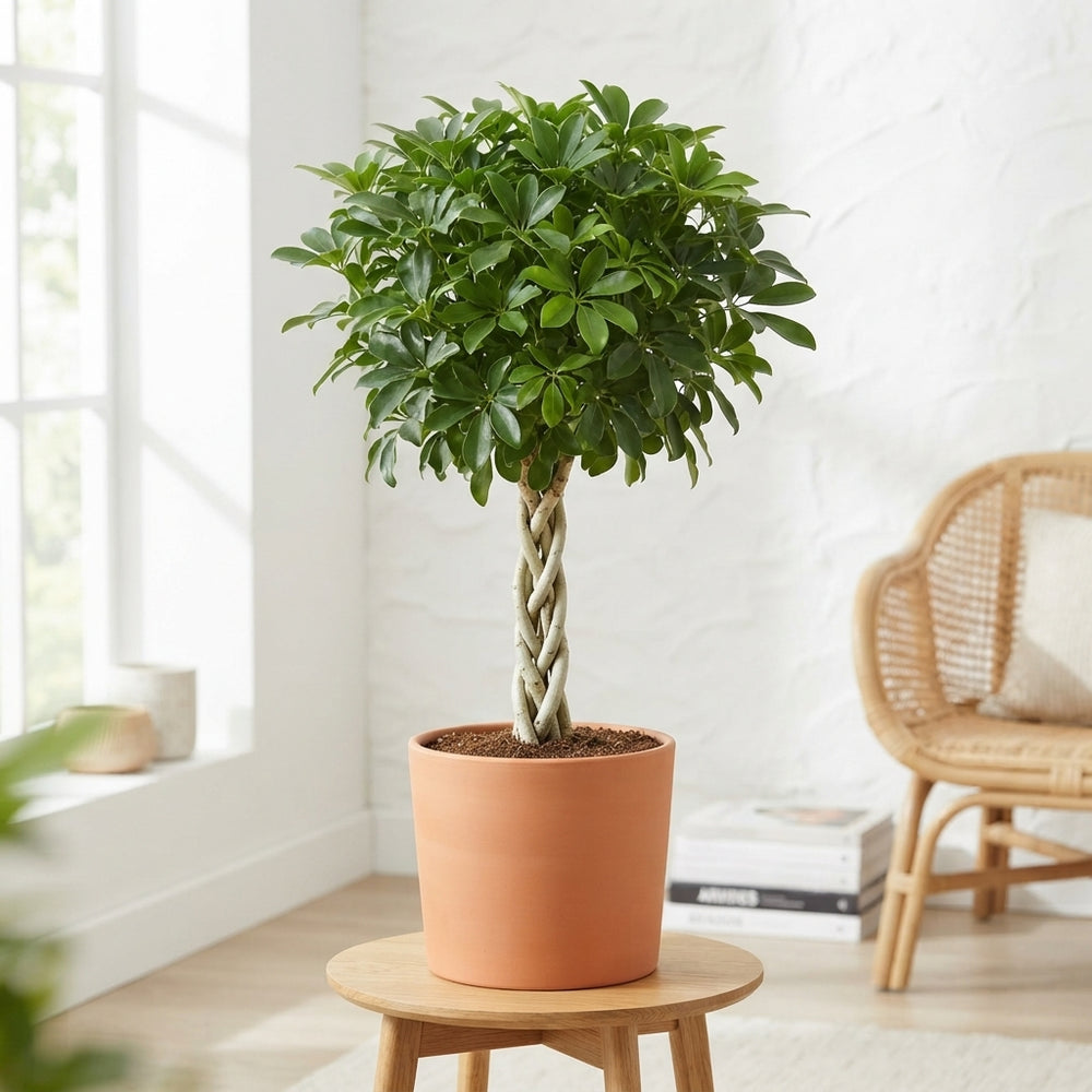 Dwarf Umbrella Tree (Schefflera arboricola) – 30cm Pot, 130cm Tall