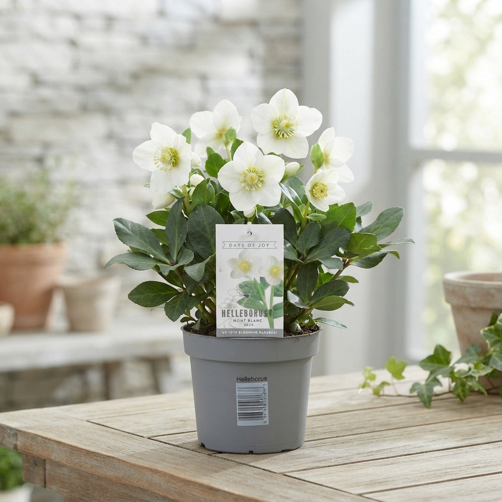 Hellebore ‘Mont Blanc’ – 12cm Pot, 25cm High
