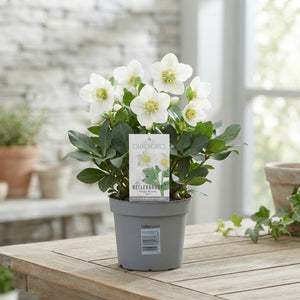 Hellebore ‘Mont Blanc’ – 12cm Pot, 25cm High