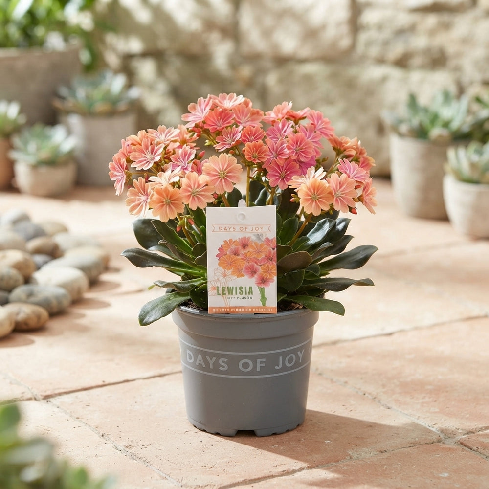 Lewisia ‘Mountain Dreams’ – 13cm Pot