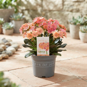 Lewisia ‘Mountain Dreams’ – 13cm Pot