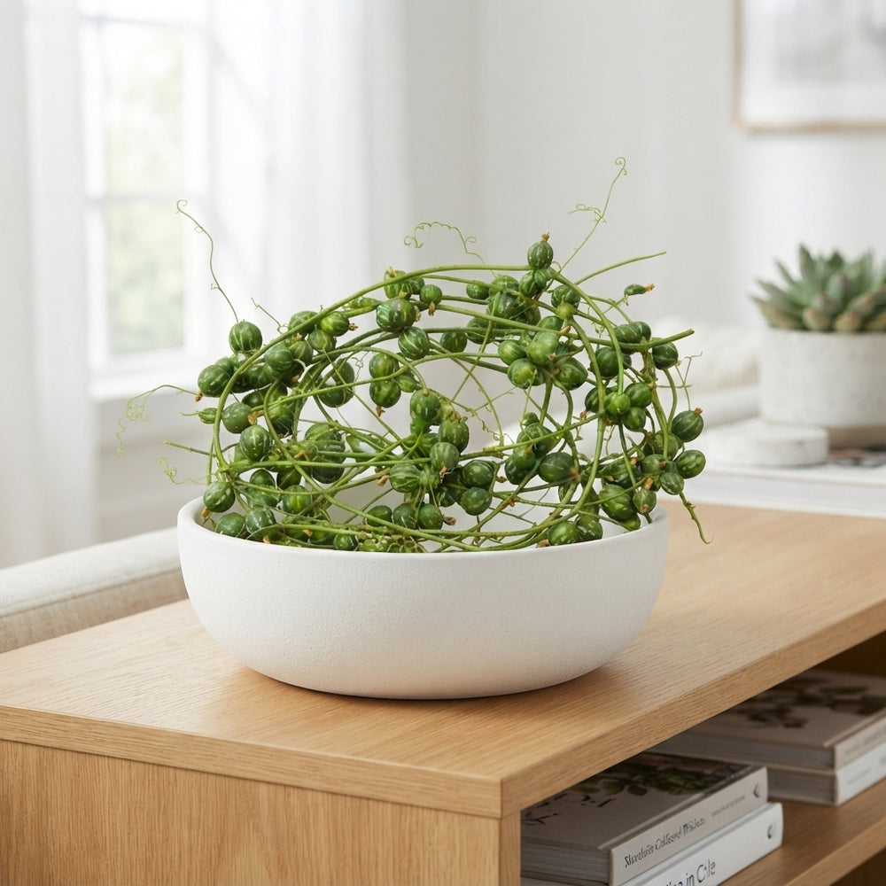 Ornamental Diplocyclos Fruit Stem – Green