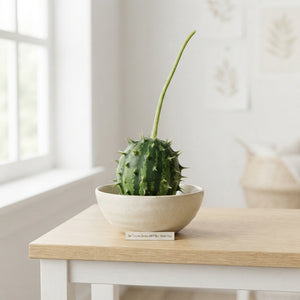 Decorative Green Cucumber (Cucumis) – Single Fruit