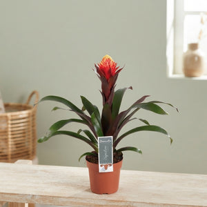 Guzmania ‘Happiness’ Flowering Houseplant – 12cm Pot