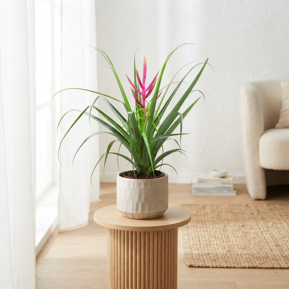 Tillandsia Ziva Air Plant – 12cm Pot, 50cm High