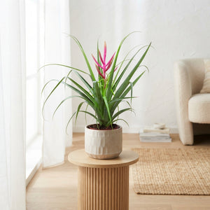 Tillandsia Ziva Air Plant – 12cm Pot, 50cm High