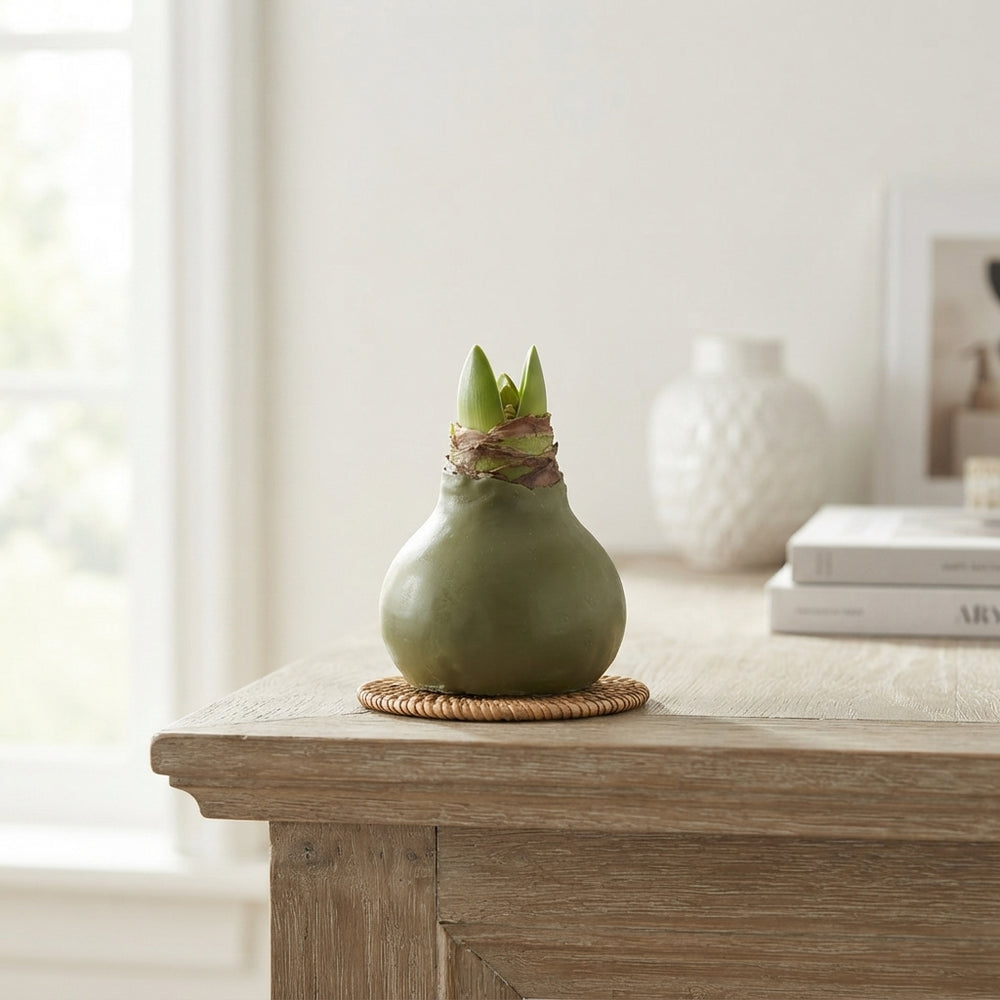 Olive Green Waxed Hyacinth Bulb Decoration – 20cm