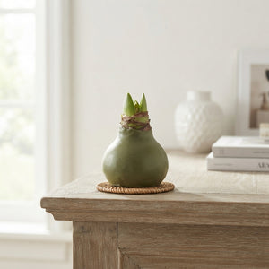 Olive Green Waxed Hyacinth Bulb Decoration – 20cm