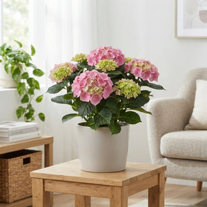 Pink Hydrangea macrophylla – 14cm Pot, 40cm Height