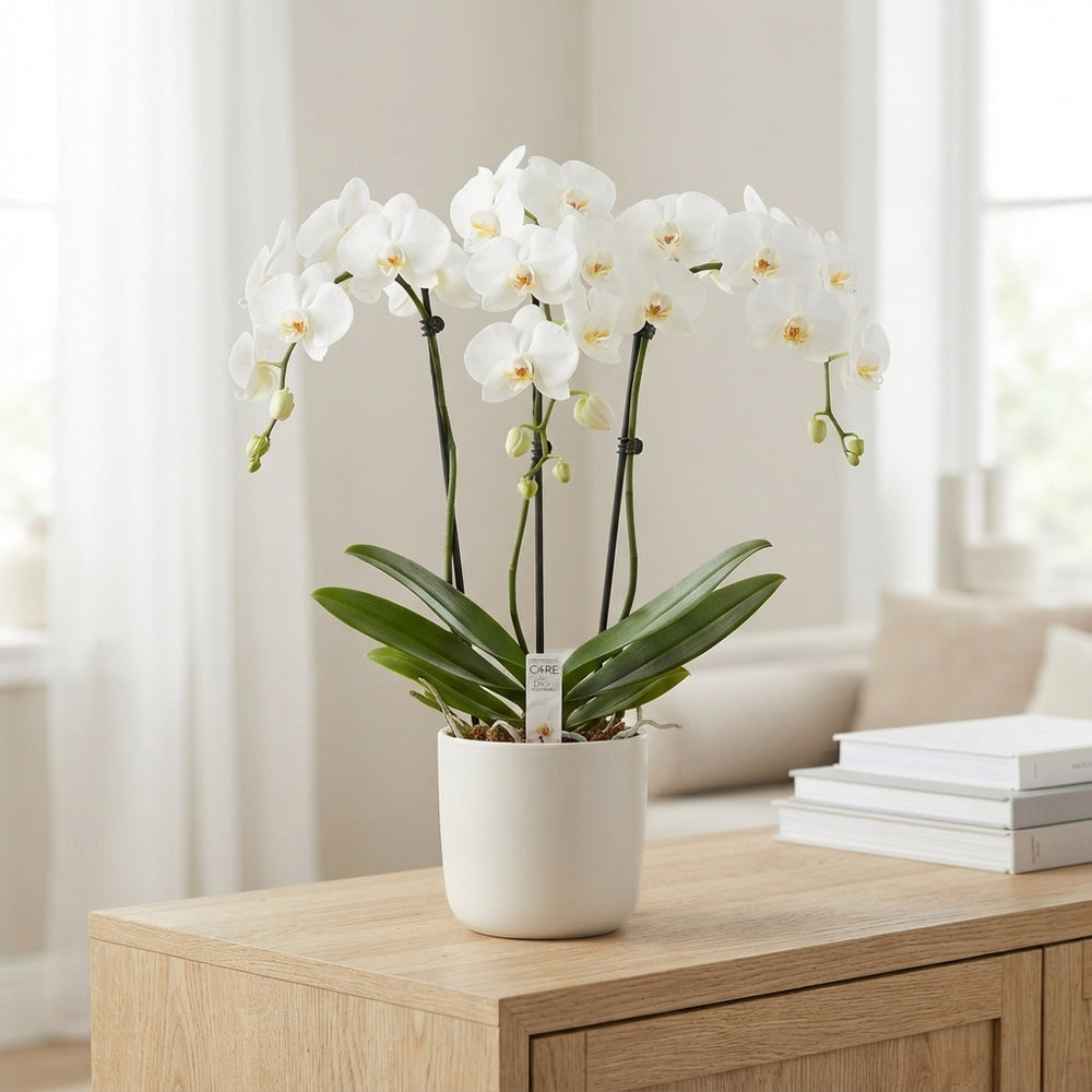 White Phalaenopsis Orchid ‘Bellagio’ – 12cm Pot
