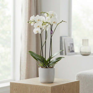 White Phalaenopsis Orchid – 3 Stem, 13cm Pot