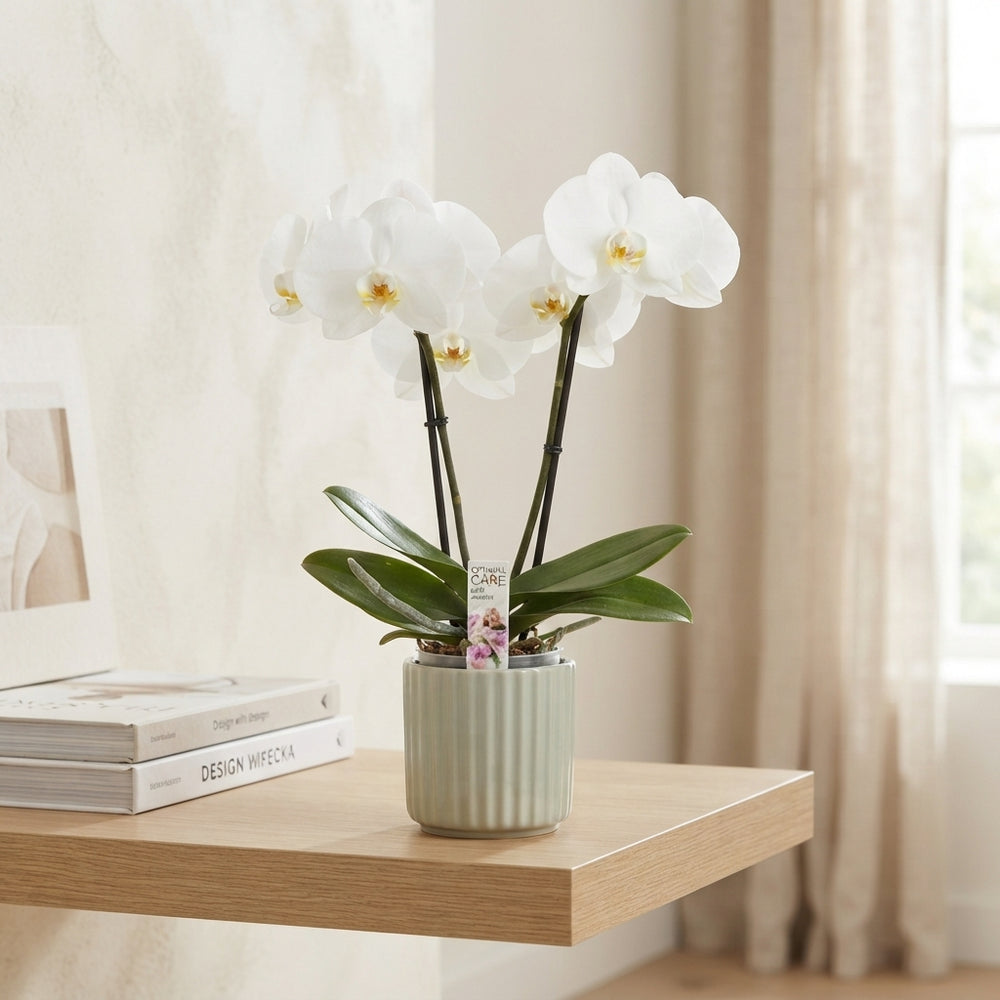 White Phalaenopsis Orchid – 9cm Pot, 40cm Tall