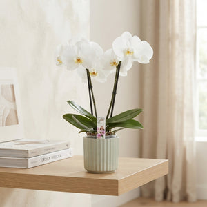White Phalaenopsis Orchid – 9cm Pot, 40cm Tall