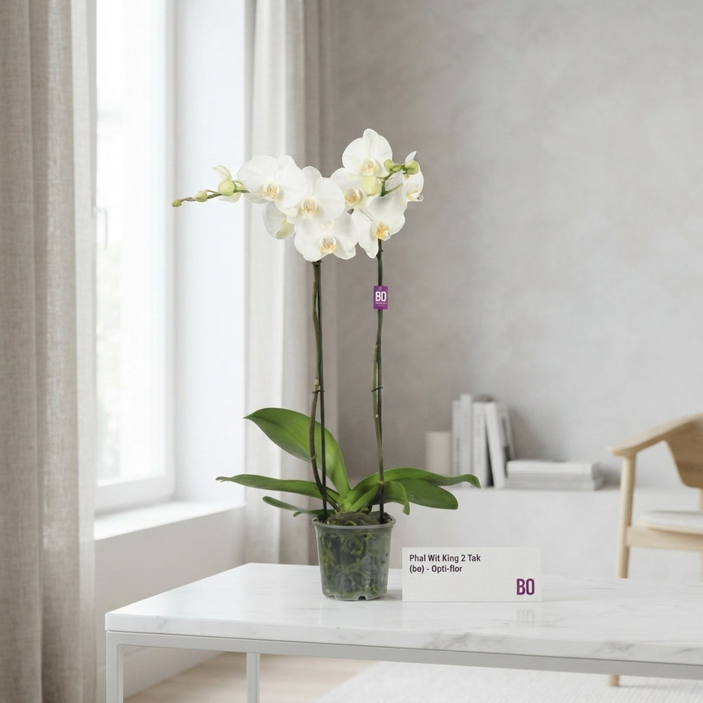 White Phalaenopsis Orchid – 13cm Pot, 70cm Tall