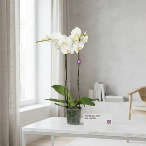 White Phalaenopsis Orchid – 13cm Pot, 70cm Tall