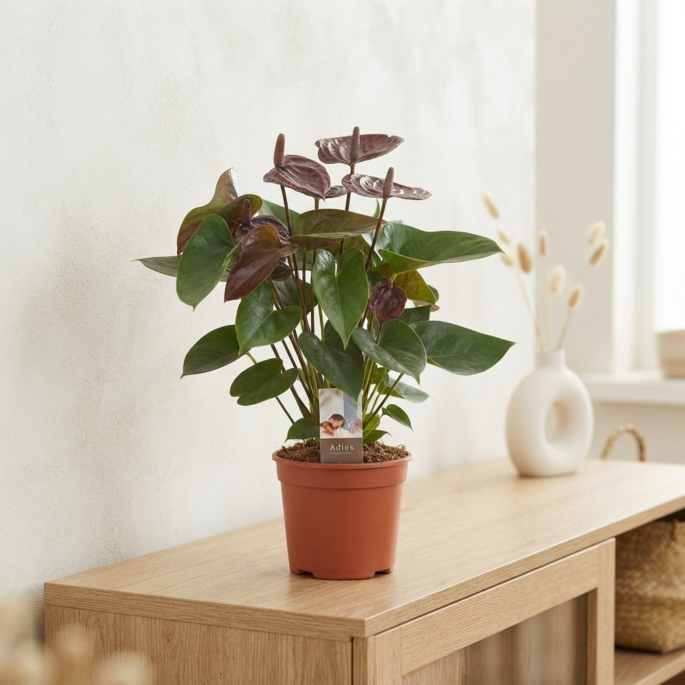 Anthurium ‘Chocolate’ – 17cm Pot, 60cm High