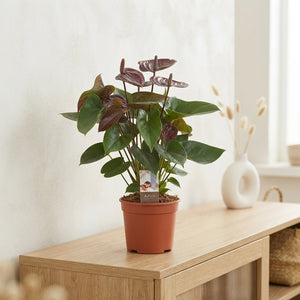 Anthurium ‘Chocolate’ – 17cm Pot, 60cm High