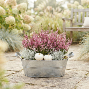 Outdoor Plant Arrangement in Grey Oval Planter – 28cm