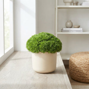 Scleranthus uniflorus – 13cm Pot