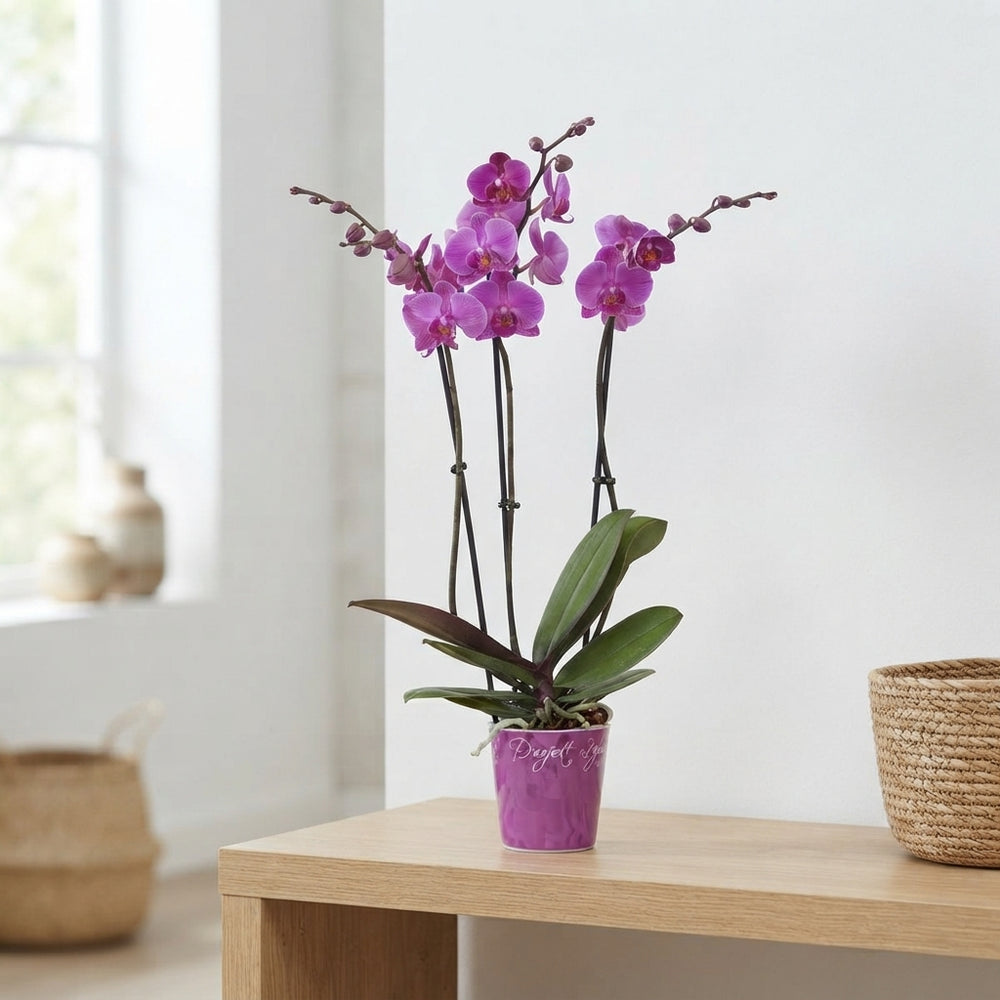 Purple Phalaenopsis Orchid – 12cm Pot, 70cm High