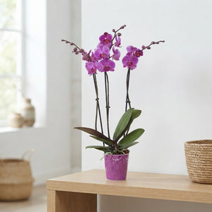 Purple Phalaenopsis Orchid – 12cm Pot, 70cm High