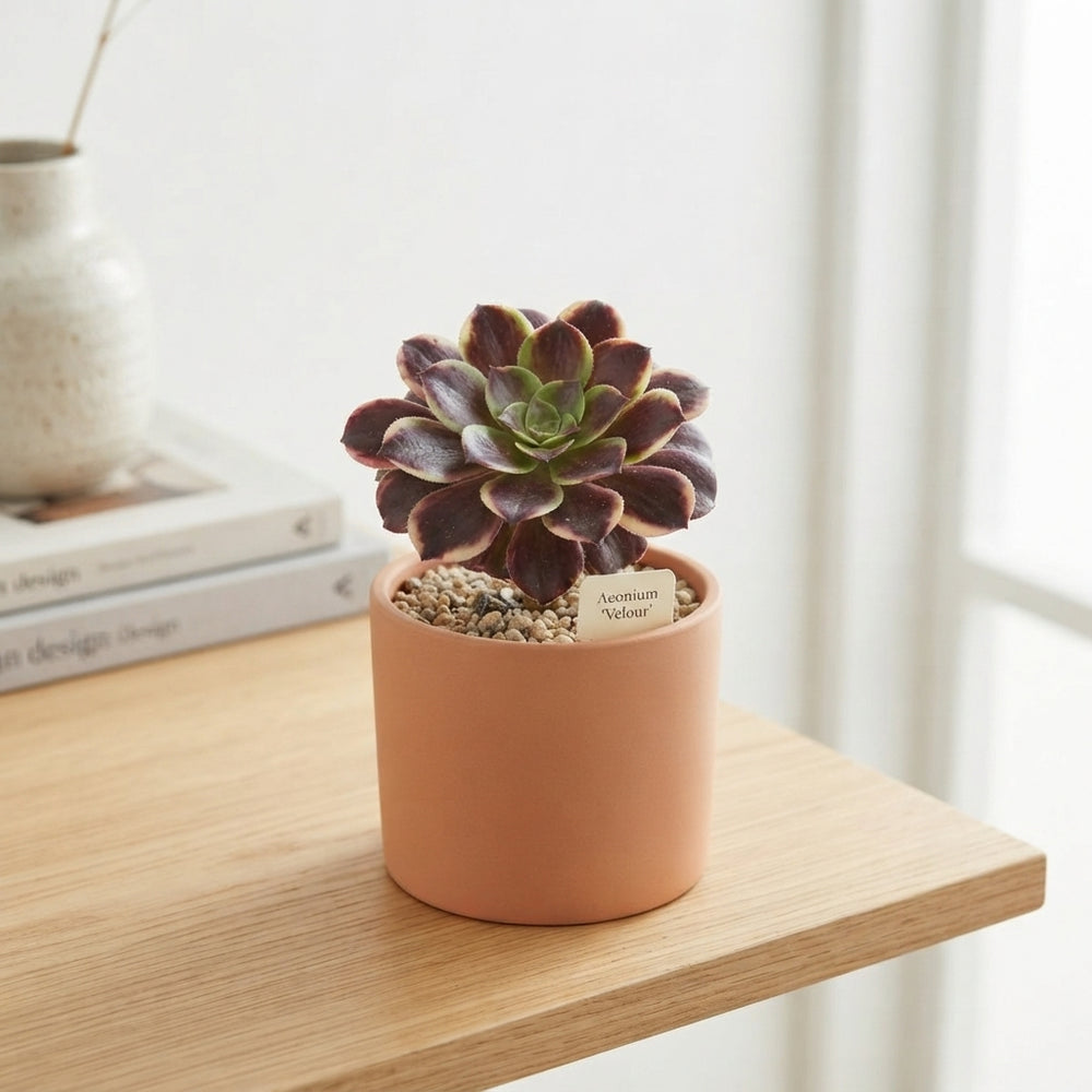 Mixed Aeonium Succulent – 8.5cm Pot