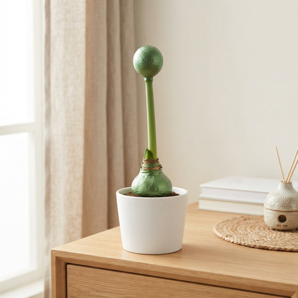 Green Waxed Hyacinth Decoration