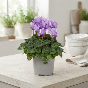 Blue Dragon Small-Flowered Cyclamen (Cyclamen persicum) – 11cm Pot