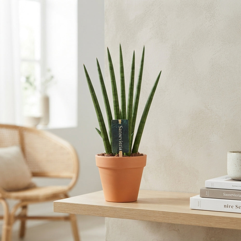 Braided Snake Plant (Sansevieria cylindrica) – 10.5cm Pot
