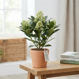 Skimmia japonica ‘Double Diamond’ – 11cm Pot