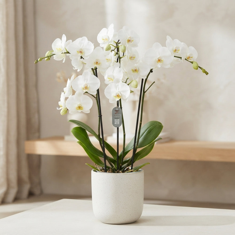 White Phalaenopsis Orchid – 12cm Pot, 70cm Tall